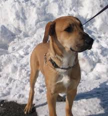 Adopt Scuttlebutt On Dog Control Labrador Retriever Mix Pet Life