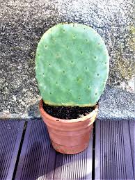 For example, a mechanic, after inspecting. Opuntia Ficus Indica Burbank Spineless Gwenniesgardenworld