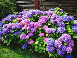 Depending on how you care for this bush, it could be a pink or a purple hydrangea. Make Your Hydrangeas Change Color With This Easy Gardening Tip Hydrangeas Ph Levels
