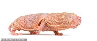 We did not find results for: Naked Mole Rats Chirp To Their Colonies In Unique Dialects Study Reveals Daily Mail Online