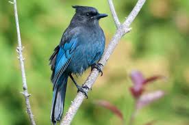 The only issue was that the register machine wasn't working with my card for some reason and i had no other way of paying, i felt like they might have thought i. British Columbia Day In Canada