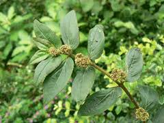 Image result for Euphorbia granulata
