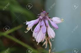 Maybe you would like to learn more about one of these? Purple Type Of Lupin Droopy Flower Stock Photo Picture And Royalty Free Image Image 91949698