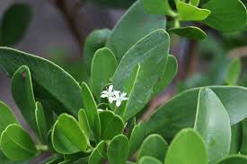 Image result for Lumnitzera racemosa