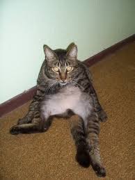 Your kitten should be seen by a vet. Overgrooming Cats Mspca Angell