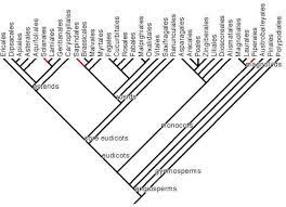 Varieties Of The Pepper Experience Stuffed Peppers Phylogenetic Tree Sichuan Pepper