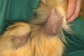 Puva treatment of alopecia areatapartialis, totalis and universalis: Skin Alopecia X In Dogs Vetlexicon Canis From Vetlexicon Definitive Veterinary Intelligence