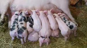 5 lei/kg untura se găsește in comuna apateu, județul arad. De Vanzare Porci Purcei Microferma Razvaneuro Razvan Nr Contact 0785012222 Youtube