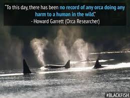 Pin On Orcas