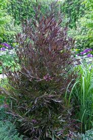 Image result for Dodonaea viscosa