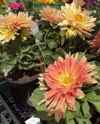 Image result for Jamesbrittenia burkeana