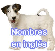 200 Nombres De Perros En Ingles Con Significado Te Encantaran