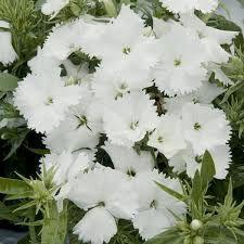 Image result for Dianthus