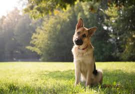 Cat Dog Kedi Kopek Kedikopek Animal Pets Pet Hayvan Kedi Kopek Kopek Kedi