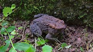 We did not find results for: How To Attract Toads To Your Garden Dengarden