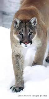 Did You Know That Cougars Are The Largest Big Cat In The United States They Are Also Known As Mountain Lions Or Pumas Animals Beautiful Big Cats