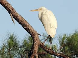 Black Bird With Blue Neck Michigan Pin On Michigan Birds Herons Egrets Bitterns Cranes