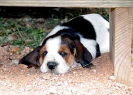 Maybe you would like to learn more about one of these? Credible Basset Hound Breeders In The Usa Basset Hound Enthusiast