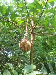 Image result for Carapa procera