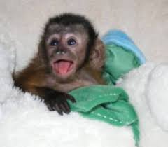 We have several baby monkeys available for immediate pickup. Images Of Cute Pet Monkey For Sale