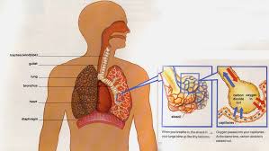 This is a picture of some alveoli and bronchus that are located in your lungs. Respiratory System For Kids How Do We Breathe