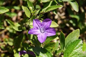 Image result for Blumea squarrosa