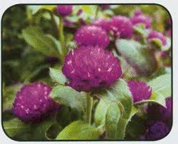 Contextual translation of flowers chart into kannada. Bathukamma Festival Vikaspedia