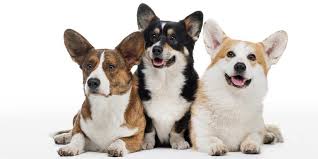 Check spelling or type a new query. What To Know About Corgis Before Getting One Corgi Care