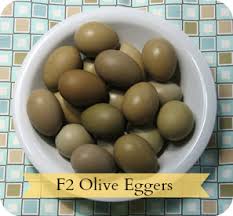 Olive Eggers Are A New Development That Aims To Create A Breed That Lays Olive Coloured Eggs This Is Done By Cross B Easter Eggers Olive Egger Chicken Anatomy