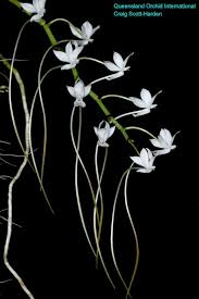 Image result for Aerangis collum-cygni