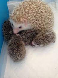 African Pygmy Hedgehog Babies For Sale Rainham Essex Pets4homes Pygmy Hedgehog Baby Hedgehog Hedgehog Pet
