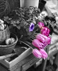 Black And White With Pop Of Color Art Australia Sign In Color Splash Art Color Splash Pink Color Splash Photography