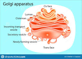 Golgi Body Diagram Labeled Seniorsclub It Schematic Supply Schematic Supply Seniorsclub It Proteins (that come from the endoplasmic reticulum) are concentrated in the golgi. golgi body diagram labeled