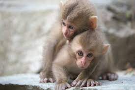 Nrgins Baby Monkey Monkey Baby Animals