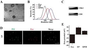 Download Exosome Derived From Mesenchymal Stem Cells Mediates Hypoxia Specific Bmp2 Gene Delivery And Enhances Bone Regeneration Sciencedirect