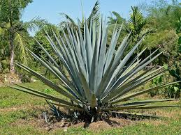 We did not find results for: Blue Agave Wikipedia