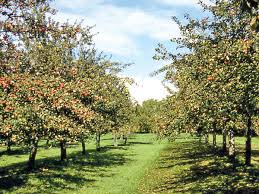 Try companion planting plant compatible vegetables near each other. Planting Trees Close Together Bears Plenty Of Fruit Cape Gazette