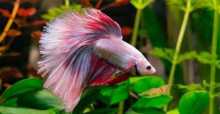 This page is exclusively for fighter fishes gallery , varities , info about fighter fishes , breeding. Standard Care Of Betta Fish Aquatic Veterinary Services