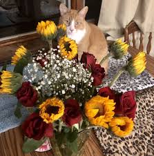 The plant will be large and usually very green and. Produce Junction Gift Card Bensalem Pa Giftly