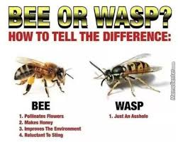 50 Random Memes For Today 302 Funnyfoto Funny Pictures Bee Funny