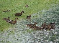 San – Wikipedia, wolna encyklopedia