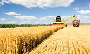 Sebze ürünleri üretim miktarı 2017 yılında bir önceki yıla göre yüzde 1,8 artarak 30 milyon 826 bin ton oldu. Turkiye Nin Bitkisel Uretimi Artti Uretimi Azalan Urunler Hangileri