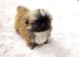 Black And White Pekingese Puppies For Sale 