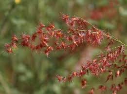 Image result for Melinis macrochaeta