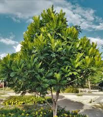 Image result for Filicium decipiens