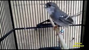 Different sets of crystal birds chirping gacor & champion. Masteran Burung Burung Ciblek Kristal Gacor