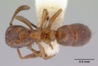 Image result for Zornia punctatissima