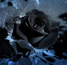 Gothic Black And Blue Roses Helen Mccoy Google Black Rose Flower Black Flowers Blue Rose Tattoos