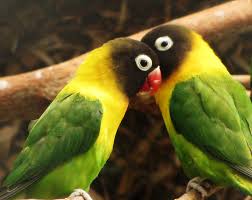 Scientific name the name lovebirds derives from their habit to preen and groom each other, especially their mates. Yellow Collared Lovebird Cape St Francis Inaturalist
