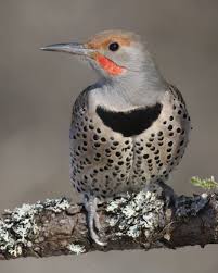 Common Birds Of North Idaho Northern Flicker Male Red Shafted Palouse River Idaho Usa Birds Pretty Birds Beautiful Birds